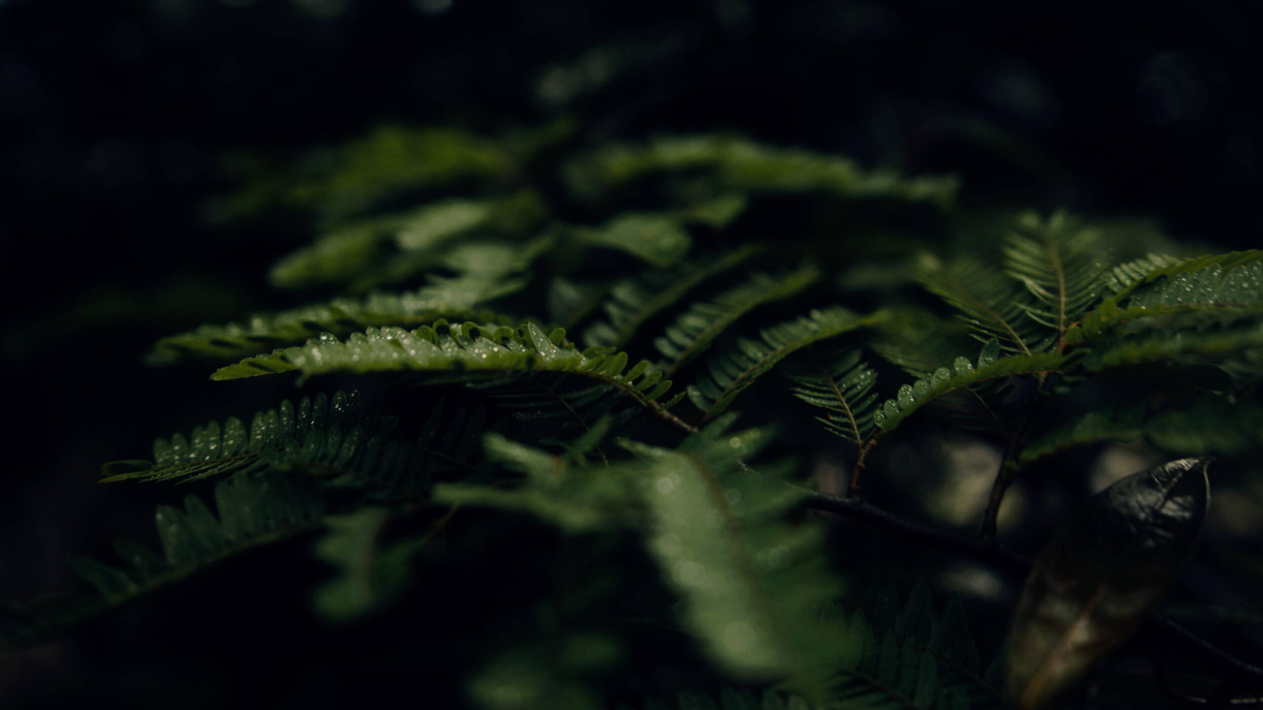 Leaf After