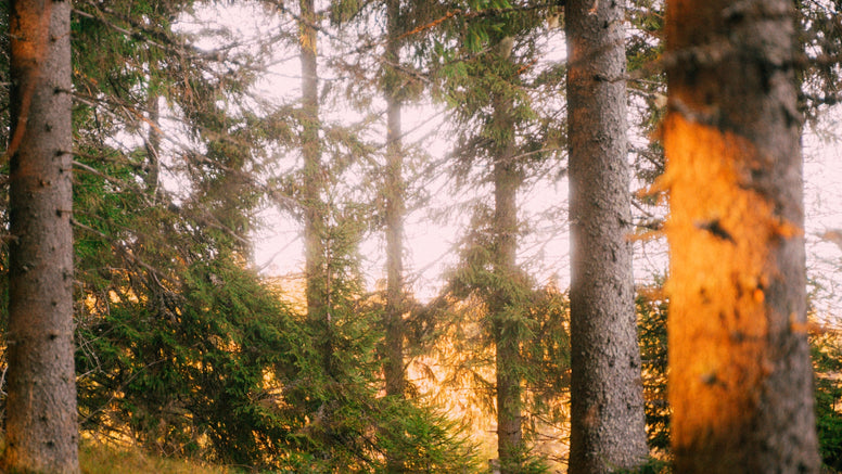Cinecolor Primaries LUT Pack