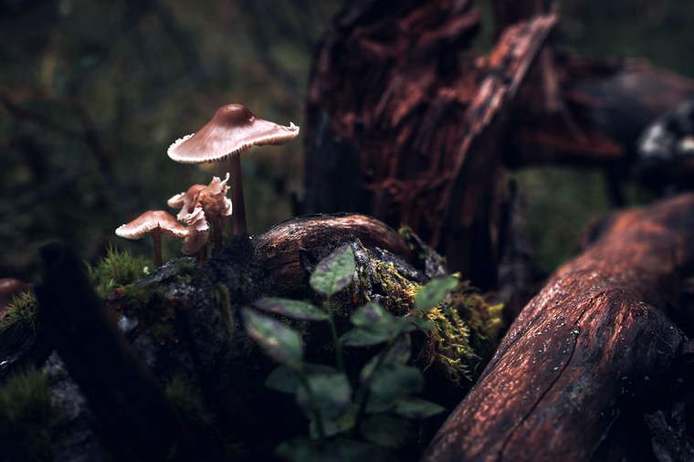 Master Collection 3 Capture One Style packs