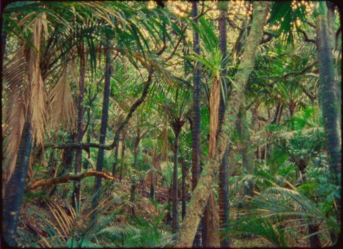 16MM FILM LUTS